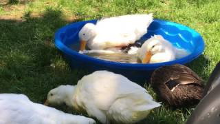 Domestic Duck mating Pekin and Ancona [upl. by Iblok]