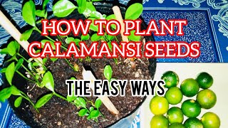 How to Plant Calamansi Seeds [upl. by Spillihp]