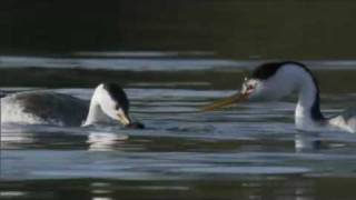 Life  Clarks Grebe The Courtship Dance  BBC One [upl. by Tnattirb]