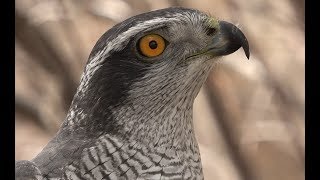 Falconry Introduction to goshawks [upl. by Obla940]