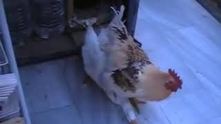 Rooster mating duck beautifuly [upl. by Hildagarde]