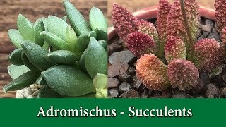 How to Grow Adromischus a rare and fascinating group of succulents [upl. by Alaikim]