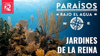 Paraísos bajo el agua Jardines de la reina [upl. by Wollis]