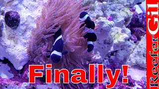 How To Get Clownfish To Host Anemone [upl. by Ynohtnanhoj884]