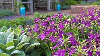 Therapeutic Horticulture at the Missouri Botanical Garden [upl. by Missy793]