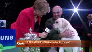 Labrador Retriever  Crufts Reserve Best in Show [upl. by Brigitta]