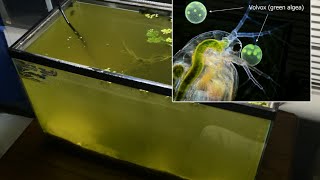 Raising Daphnia for the Freshwater Aquarium [upl. by Jamima478]