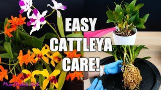 How to Care for Cattleya Orchids  Watering Repotting Reblooming amp more Orchid Care for Beginners [upl. by Ilise271]