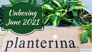 Planterina Unboxing June 2021 [upl. by Brynne]