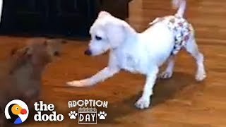 This Puppy Mill Dog Is Finally About To Get A Family  The Dodo Adoption Day [upl. by Radbourne820]