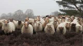 Het Drentse Landschap  Schaapskudde Drouwenerzand  Drenthe [upl. by Eceinwahs]