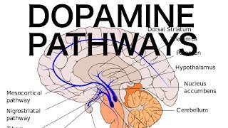 Dopamine Pathways Antipsychotics and EPS [upl. by Apollus544]