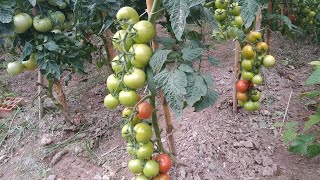 Forma correcta de podar una tomatera [upl. by Tobe]