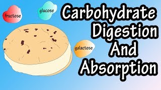 Carbohydrate Digestion And Absorption  Carbohydrate Metabolism [upl. by Chas]