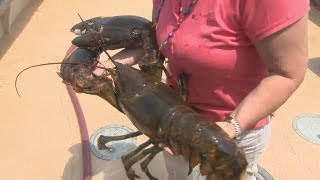 22 lb lobster freed from Groton restaurant [upl. by Nosiram350]