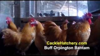 Buff Orpington Bantam Chicken Breed Breeder Flock  Cackle Hatchery [upl. by Foote918]