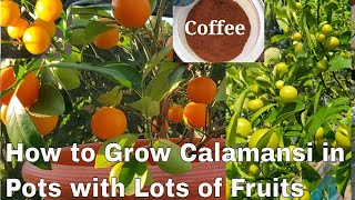 6 Steps to Whole Year Round Fruiting of Calamansi or Calamondin in Pots [upl. by Schilit493]