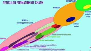 the reticular formation [upl. by Annavoeg831]