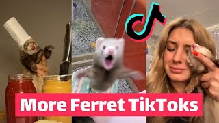 FERRETS Taking Over TikTok  FUNNIEST Trending [upl. by Ten]