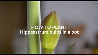 How to plant Hippeastrum Amaryllis bulbs indoors  Grow at Home  Royal Horticultural Society [upl. by Ennovyhc768]