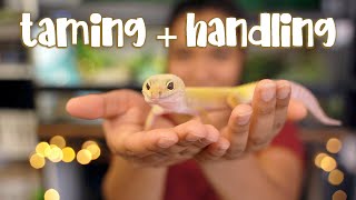 How I TAME and HANDLE my Leopard Gecko [upl. by Atalya339]