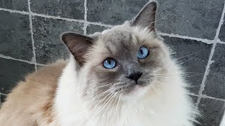 Morning Ragdoll Cat Meows [upl. by Eddana113]