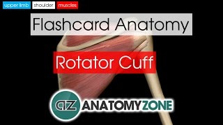 Rotator Cuff  Flashcard Anatomy [upl. by Yrnehnhoj562]