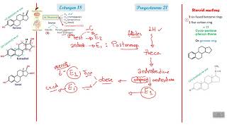 Physiology 4 The hormones [upl. by Levey]