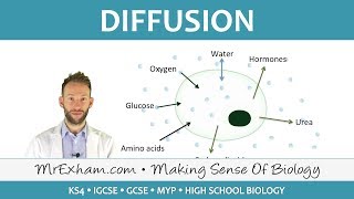 Diffusion  GCSE Biology 91 [upl. by Cunningham]