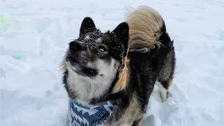 Husky Puppy First Time Playing in Snow Kakoas Cute Reaction [upl. by Longan]