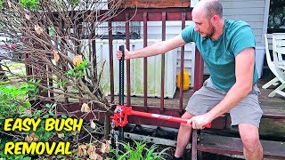 Easiest Way to Remove Bush Stumps [upl. by Maryellen]