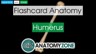 Humerus  Flashcard Anatomy [upl. by Ynohtnacram387]