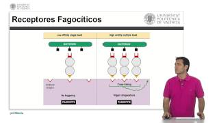 Fagocitosis   UPV [upl. by Htiek]