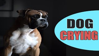 Dog Crying  Dogs Cry Sound [upl. by Cloots]