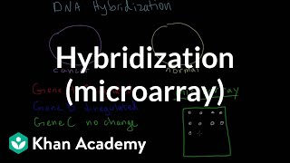 Hybridization microarray  Biomolecules  MCAT  Khan Academy [upl. by Nave]