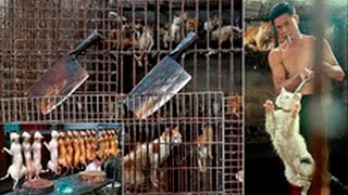 China dog meat row Millions back petition against Yulin festival OK [upl. by Eelek]