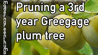 Pruning 3rd Year Greengage Plum Tree [upl. by Wright]