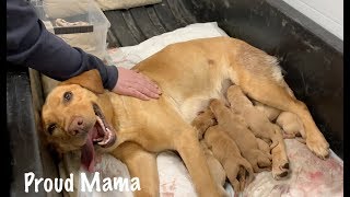 Puppies Being Born Natural Birth Highlights from Our Dogs First Litter [upl. by Juna]