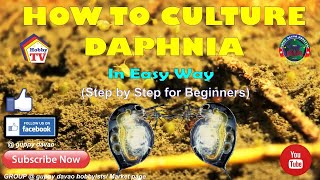 HOW TO CULTURE DAPHNIA In Easy Way [upl. by Chitkara]