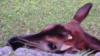 Okapi with its 18inch Tongue [upl. by Esej]