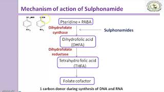 Sulfonamides Mechanism of action [upl. by Arraeis]