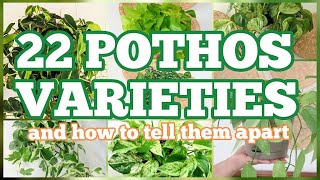 22 POTHOS VARIETIES and how to tell them apart  ultimate guide to pothos part 1 [upl. by Ridley15]