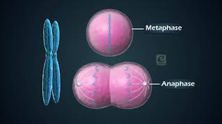 Structure of Chromosome  ICSE Class 10 Biology  Cell Cycle and Cell Division  Evergreen  2022 [upl. by Llerrem136]