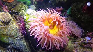 Virtual Visit Sea Anemone Feeding [upl. by Norma210]