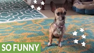 Chihuahua shows off impressive arsenal of tricks [upl. by Stephana]