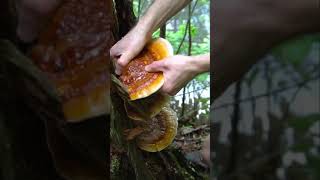 Reishi Mushroom  Ganoderma tsugae foraging in Asheville North Carolina shorts [upl. by Leena20]