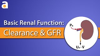 Basic Renal Function Clearance and GFR [upl. by Sansone]